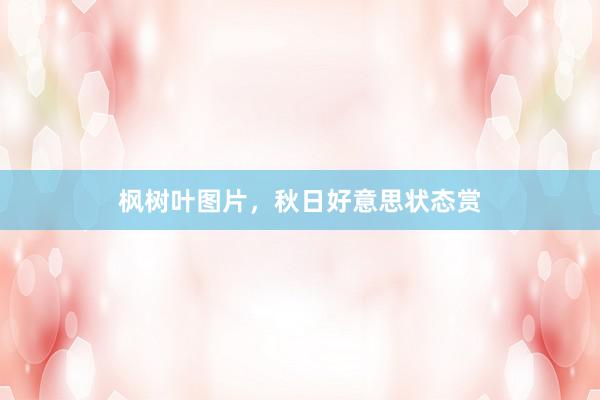 枫树叶图片，秋日好意思状态赏
